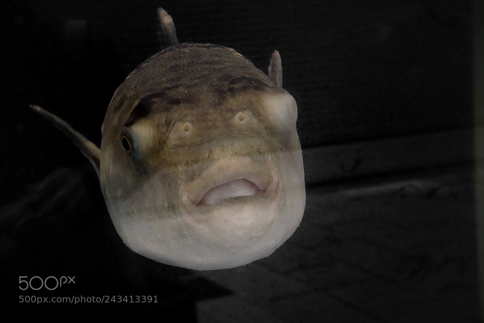Sony Cyber-shot DSC-HX90V sample photo. 日日「blowfish」 photography
