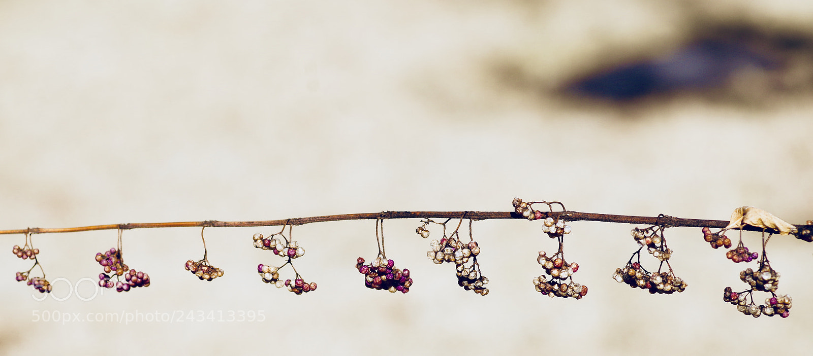 Pentax K-50 sample photo. 枯れ式部 photography