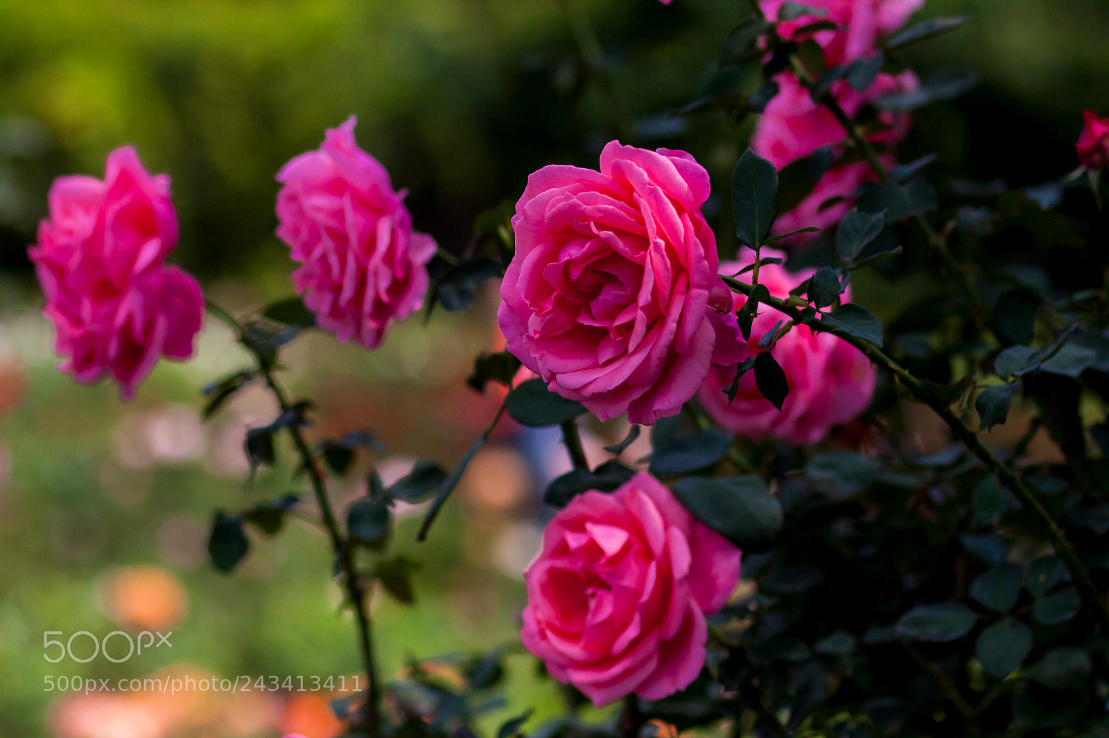 Canon EOS 50D sample photo. Rosery photography