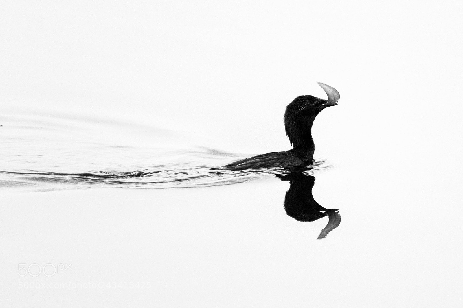 Nikon D3400 sample photo. Mono photography