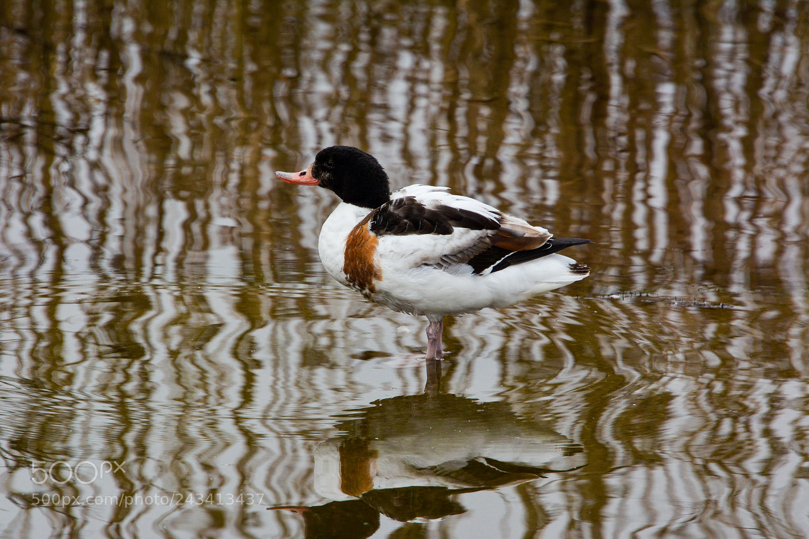 Nikon D7100 sample photo. Duck photography