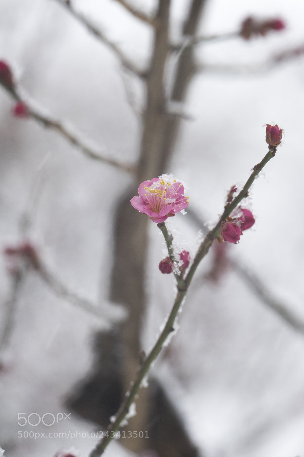 Panasonic Lumix DMC-FZ1000 sample photo. Snow and blooming photography
