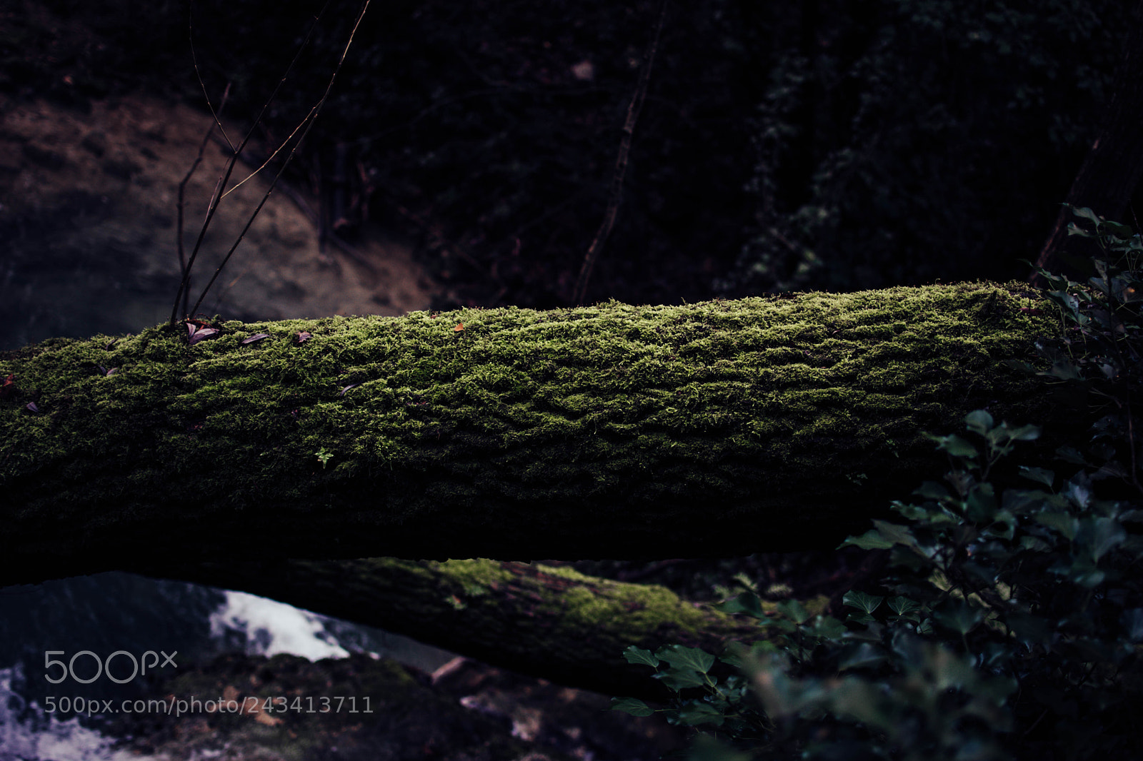 Nikon D7100 sample photo. Profumo di bosco photography