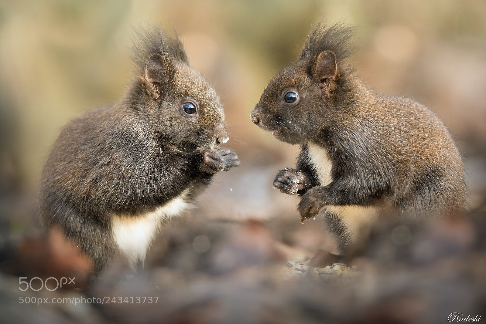 Nikon D800E sample photo. Squirrels photography