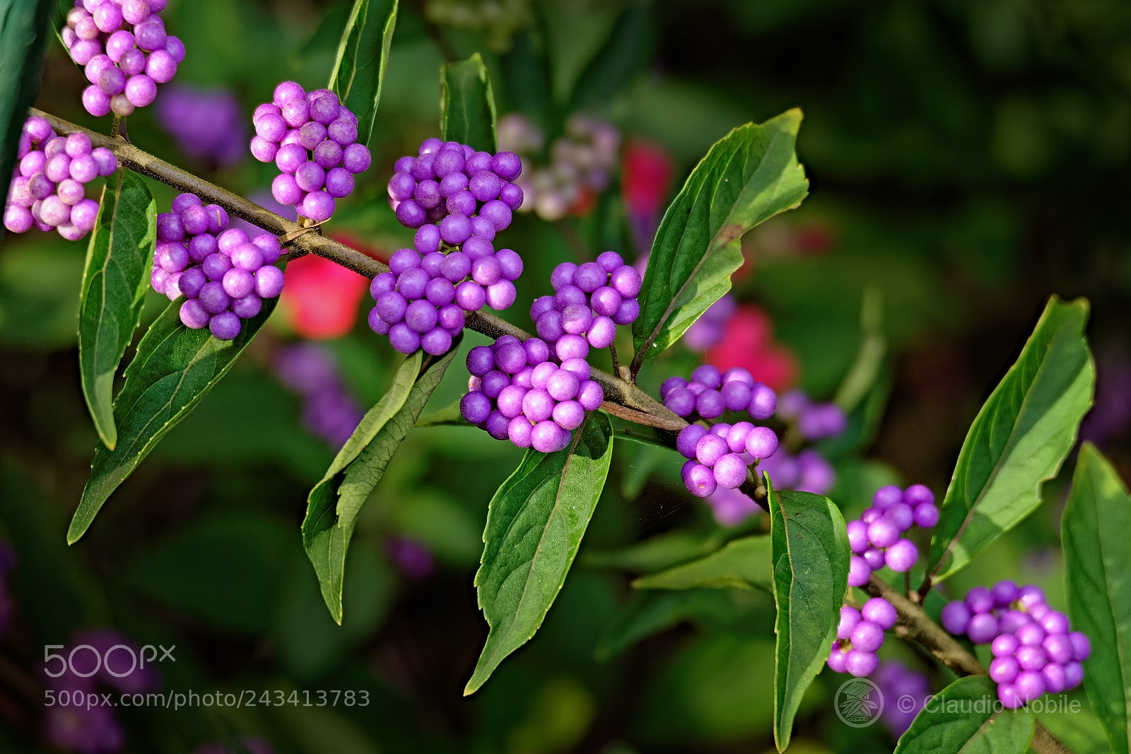 Panasonic Lumix DMC-FZ1000 sample photo. Lilac berries in the photography