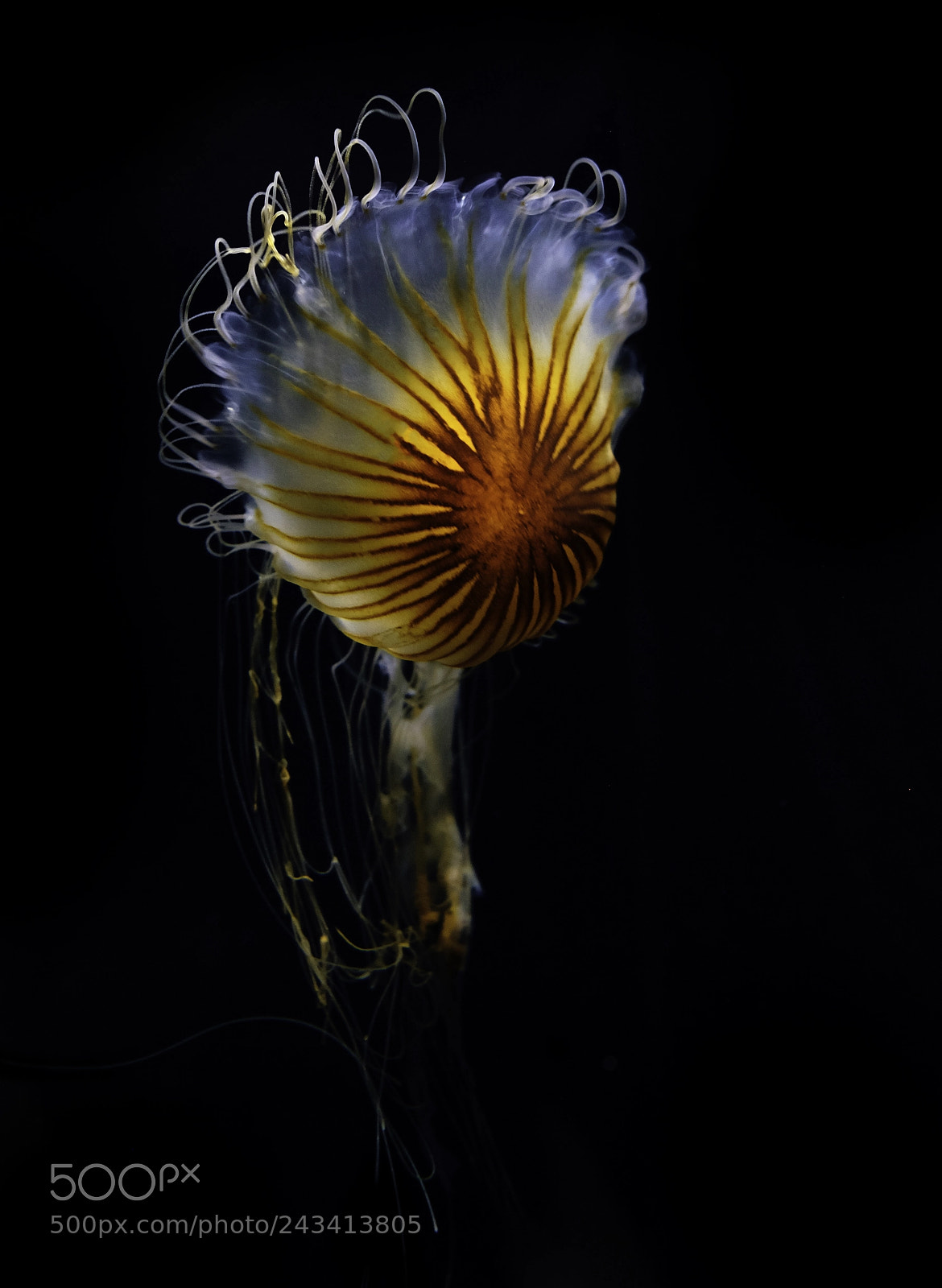Fujifilm X-E2 sample photo. Jellyfish photography