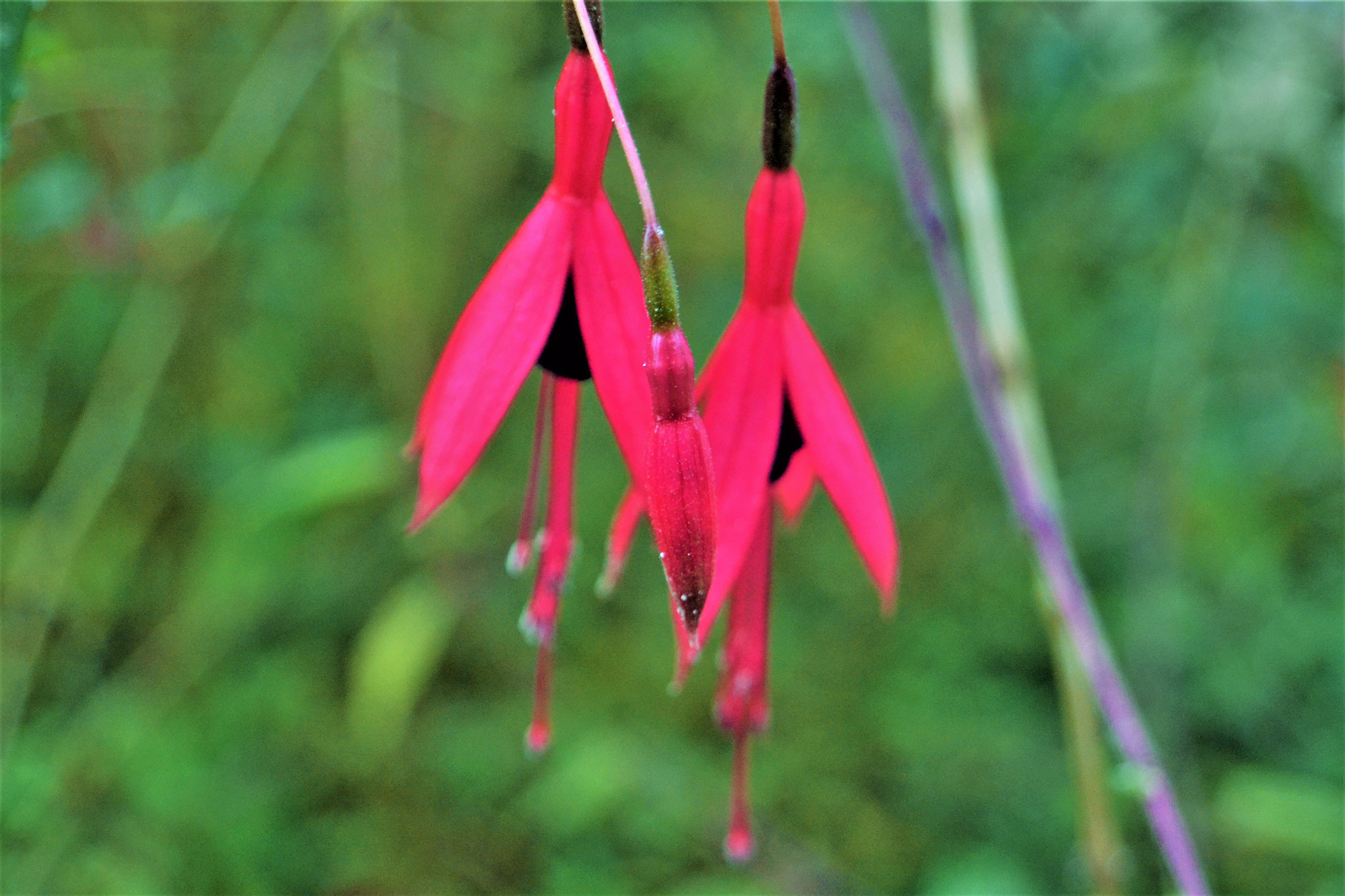 Nikon D3100 sample photo. Pink rockets photography