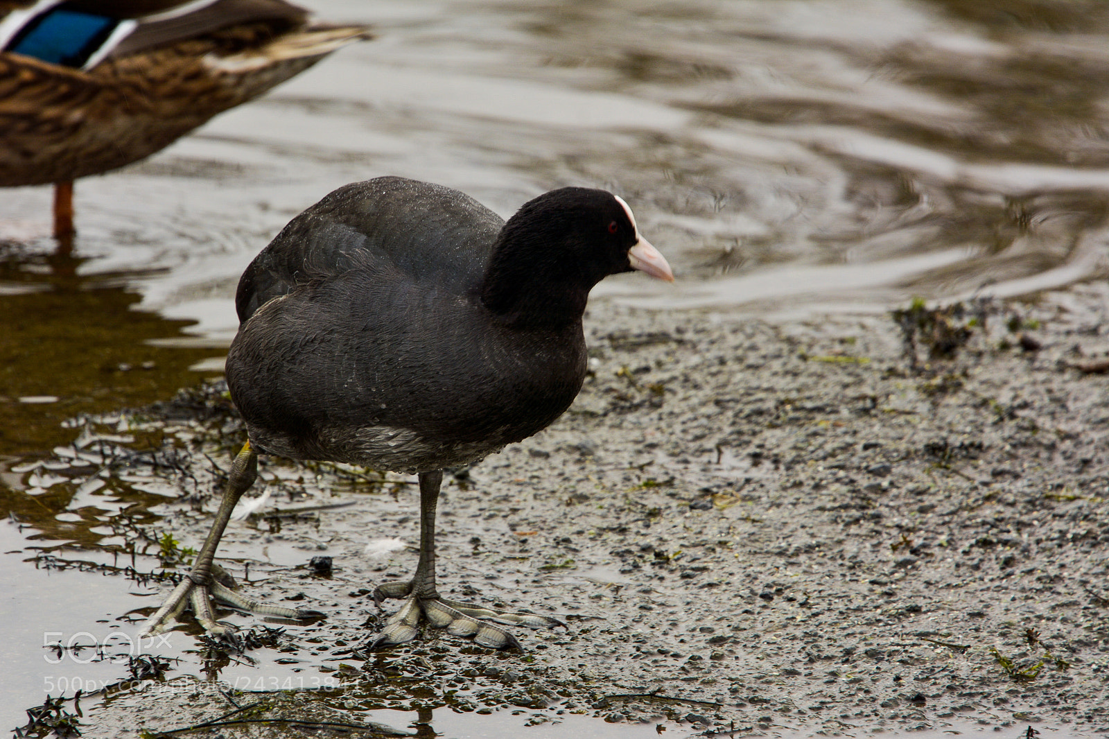 Nikon D7100 sample photo. Moorhen photography