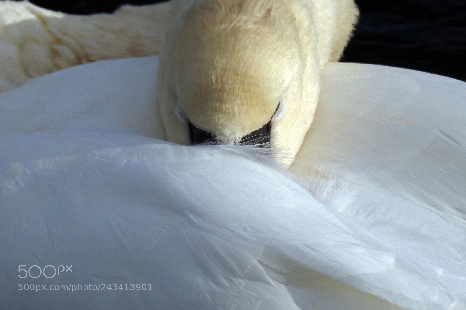 Nikon Coolpix P900 sample photo. Swan sleeping photography