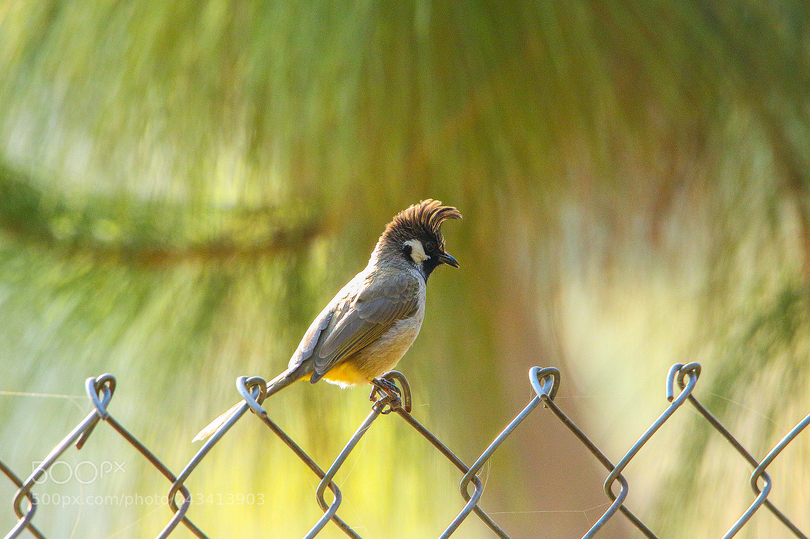 Canon EOS 7D Mark II sample photo. Himalayan bulbul photography