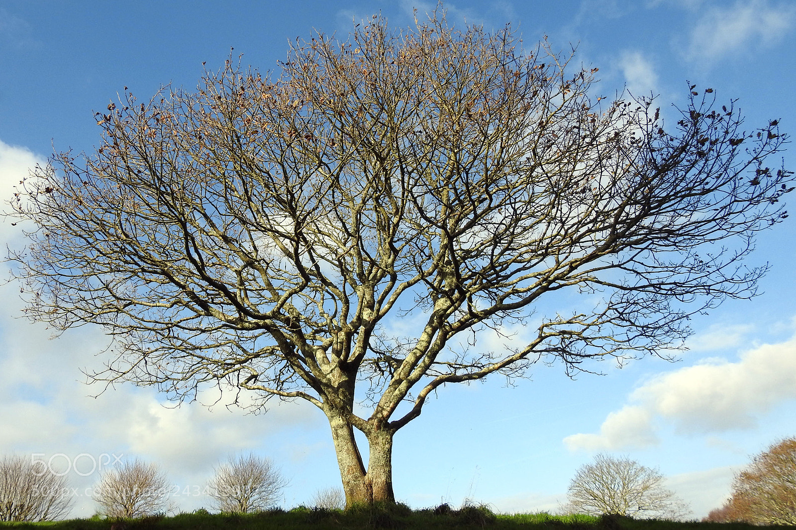 Nikon Coolpix P900 sample photo. Winter tree photography