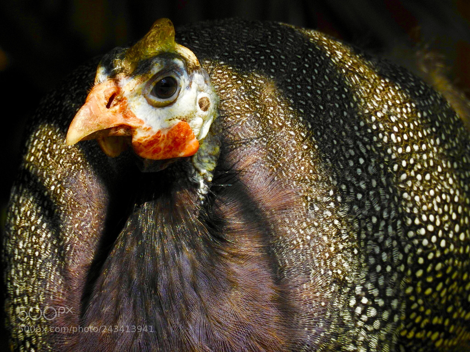 Nikon Coolpix P900 sample photo. Guinea fowl photography
