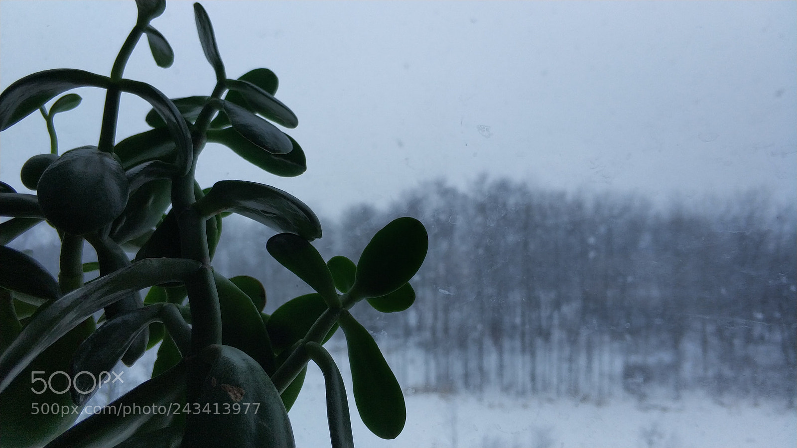 Xiaomi MI6 sample photo. Crassula photography