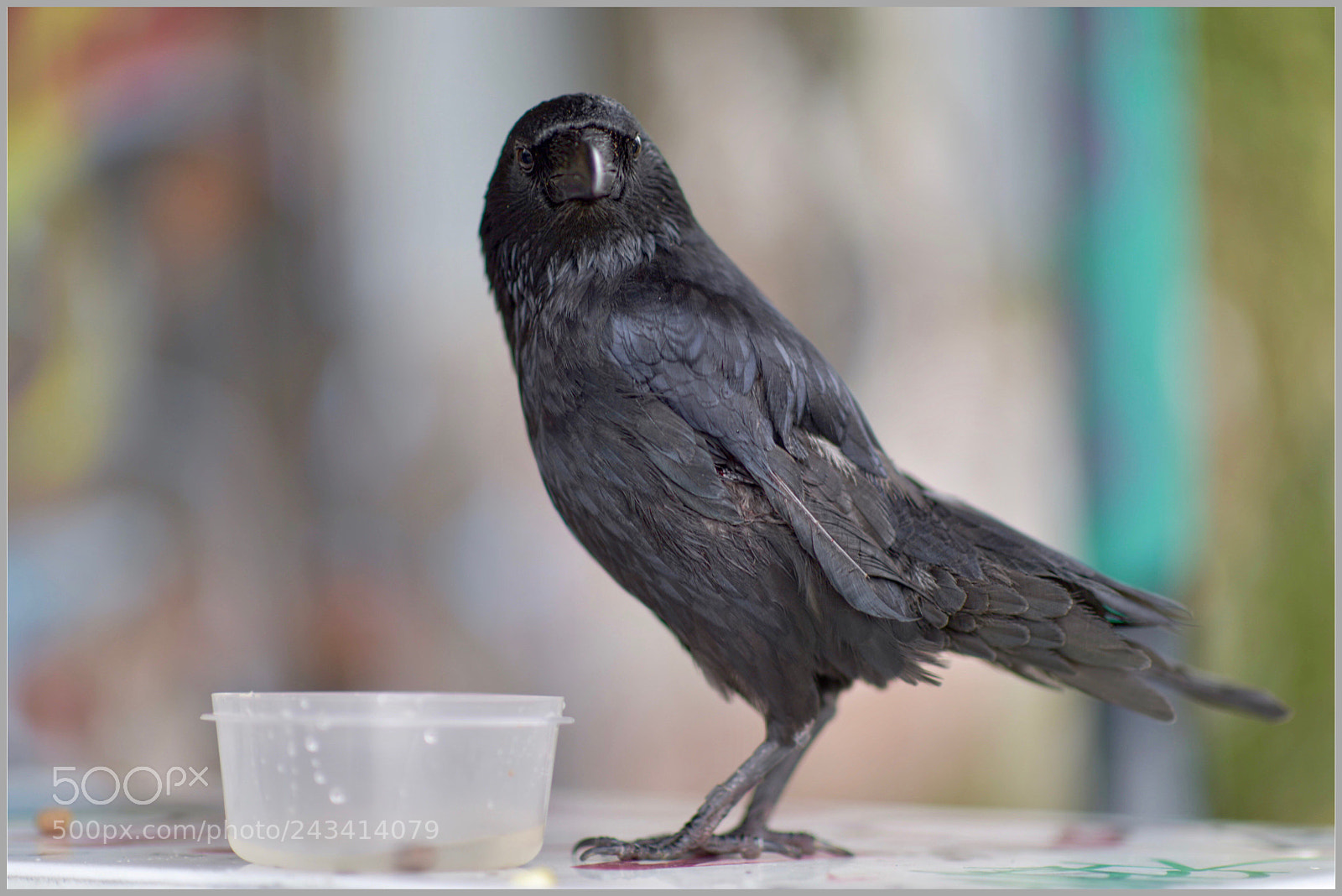 Nikon D810 sample photo. Boris .....himself photography