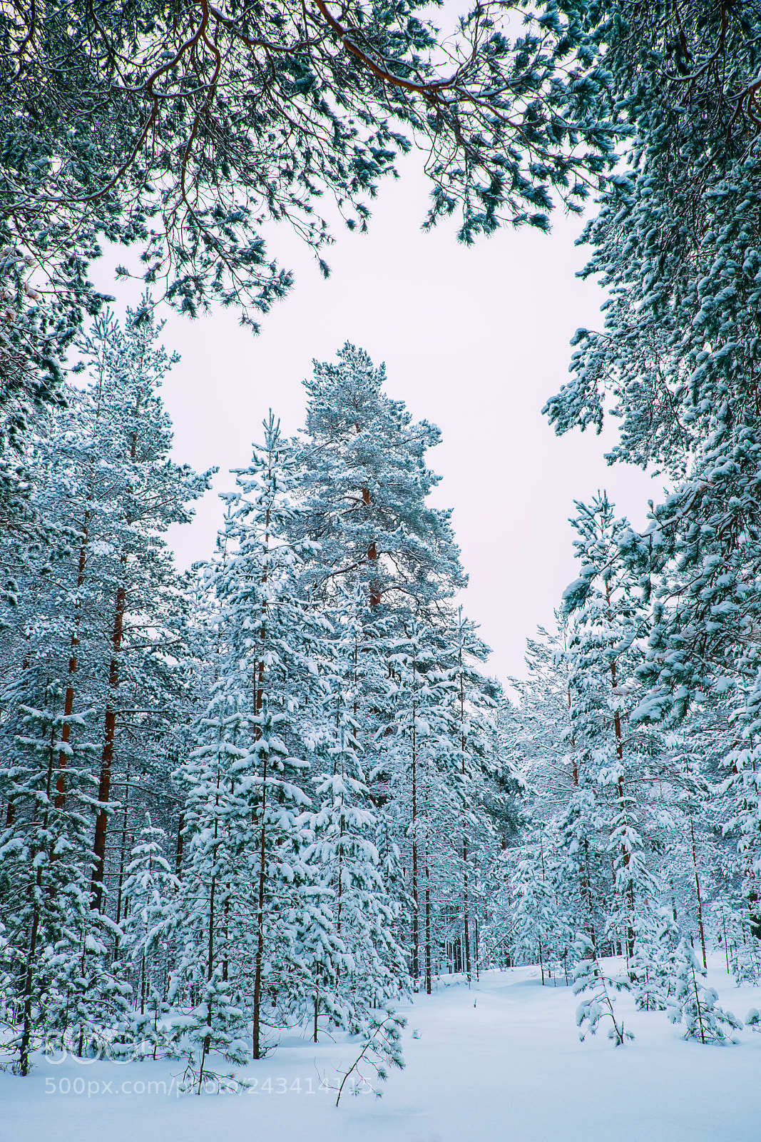 Fujifilm X-T1 sample photo. Winter forest #2 photography