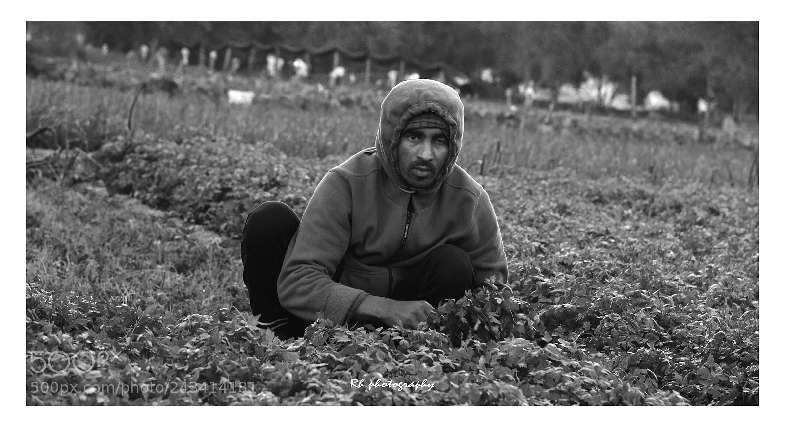 Nikon D810 sample photo. A farmer photography