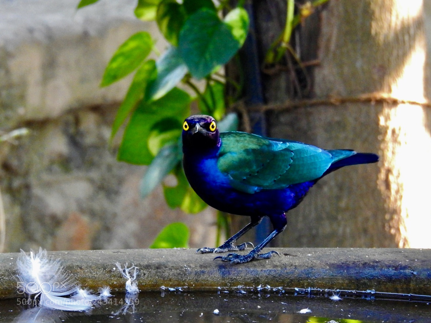 Nikon Coolpix P900 sample photo. Cape glossy starling photography