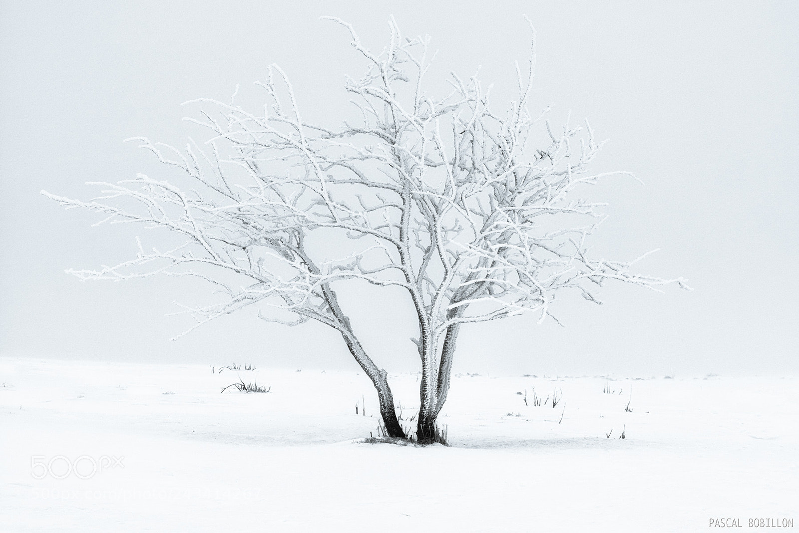 Nikon D800 sample photo. Arbre fantôme photography