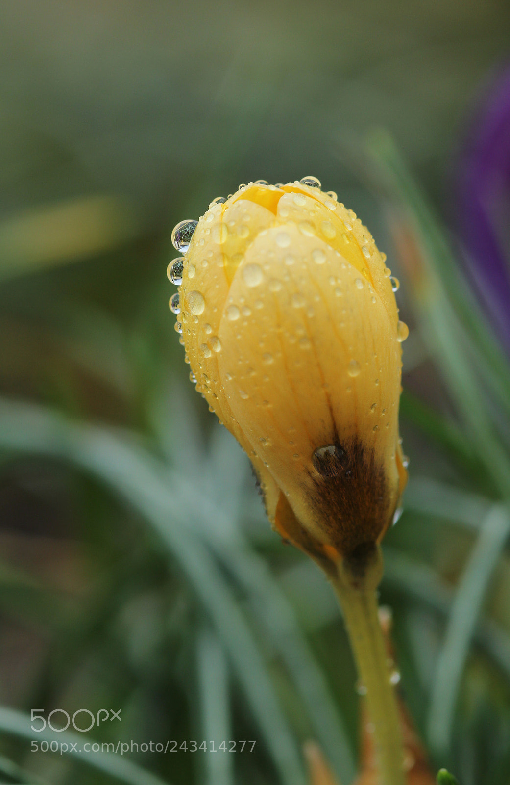 Canon EOS 60D sample photo. Crocus photography