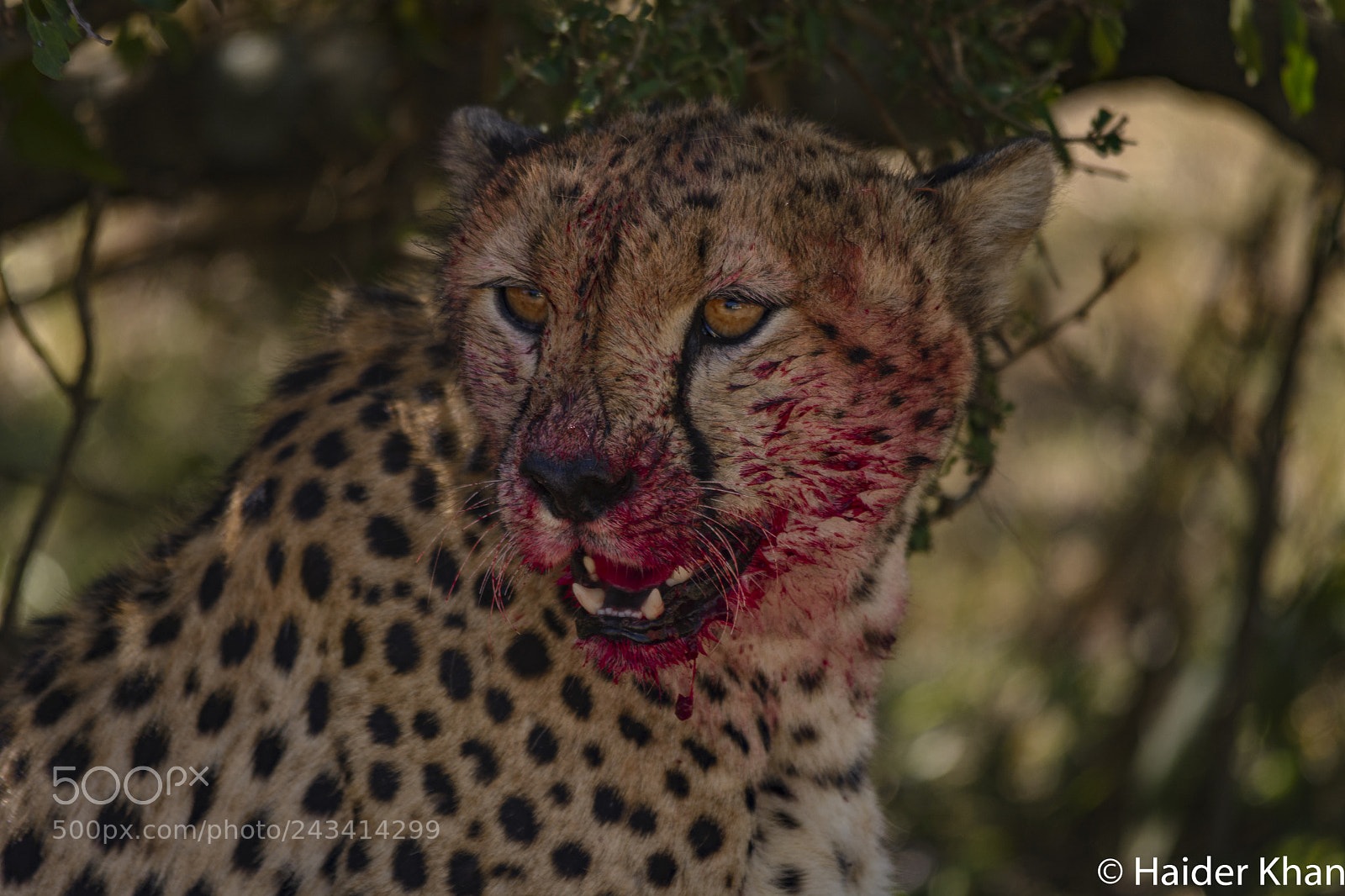 Nikon D7100 sample photo. Blood still dripping photography