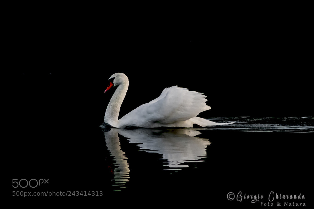 Canon EOS 7D Mark II sample photo. Elegance cigno reale cygnus photography