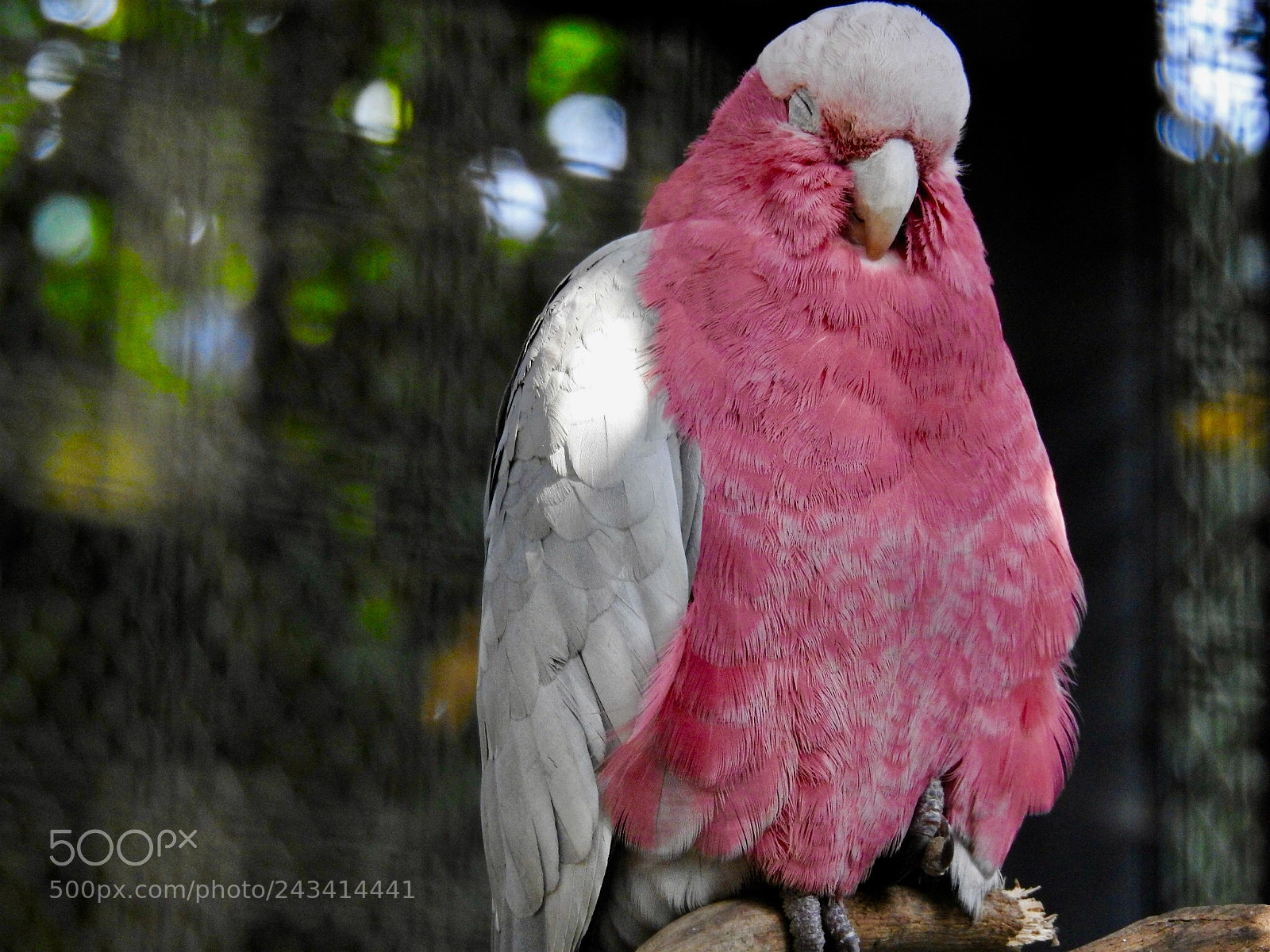Nikon Coolpix P900 sample photo. Galah cockatoo photography