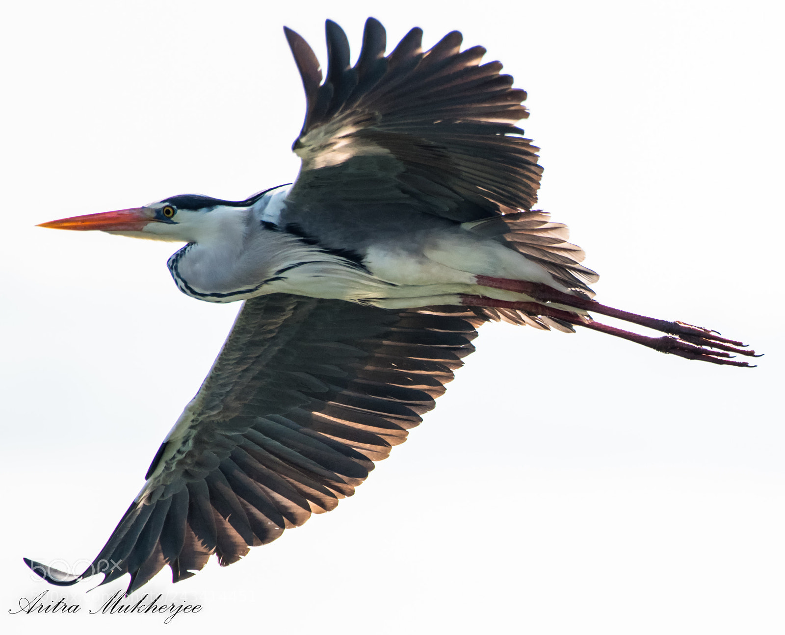 Pentax K-1 sample photo. Gray heron in flight photography