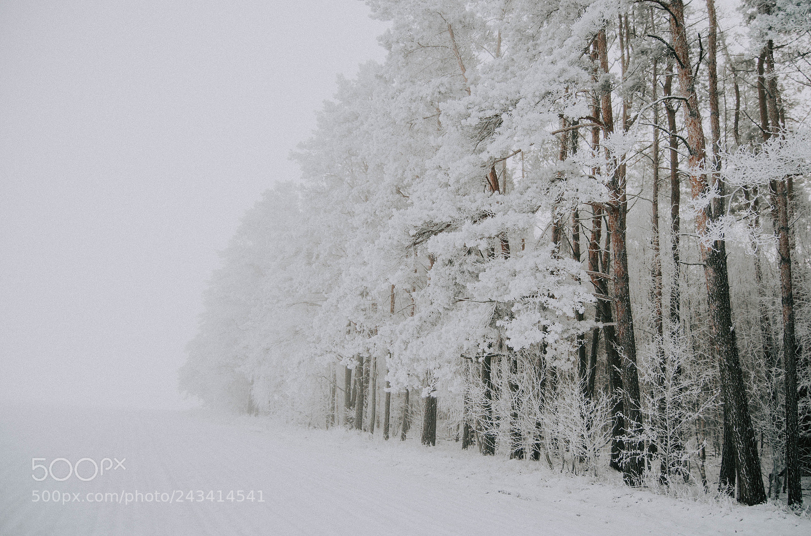 Nikon D5100 sample photo. Snow-covered forest photography