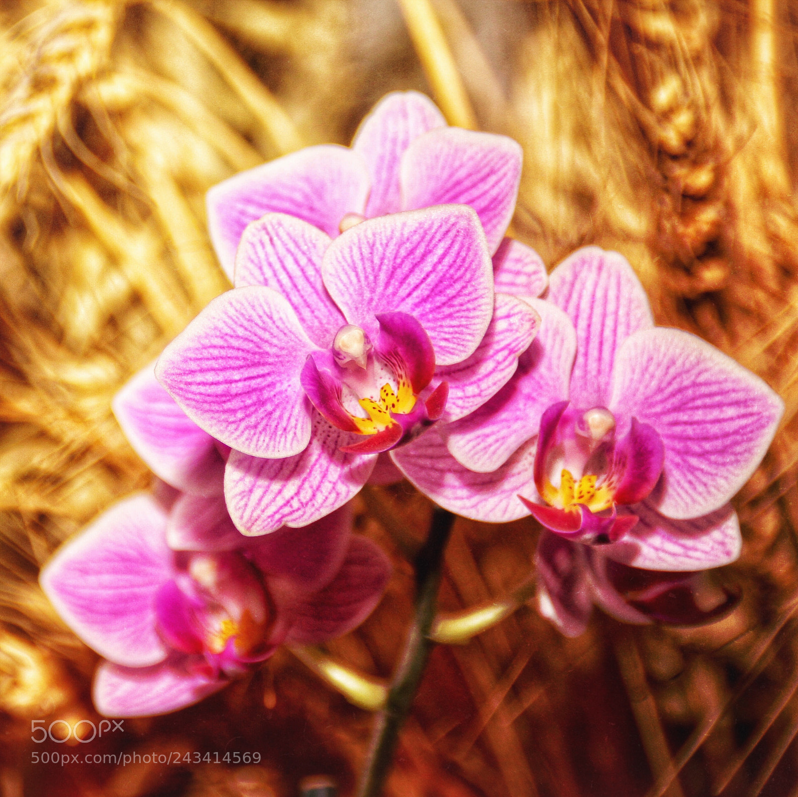 Canon EOS 50D sample photo. Untitled photography