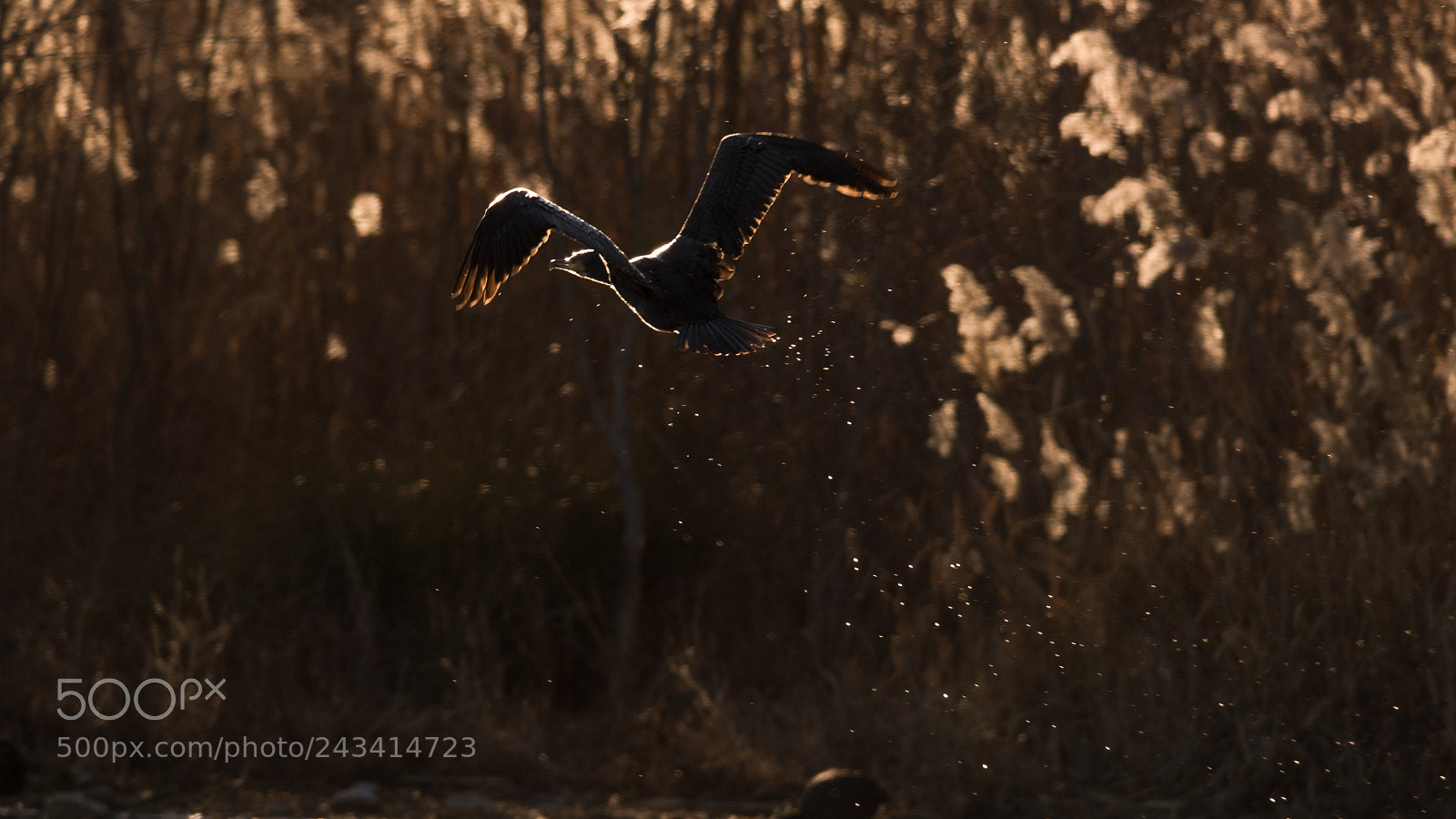 Nikon D810 sample photo. Cormorant at sunset photography