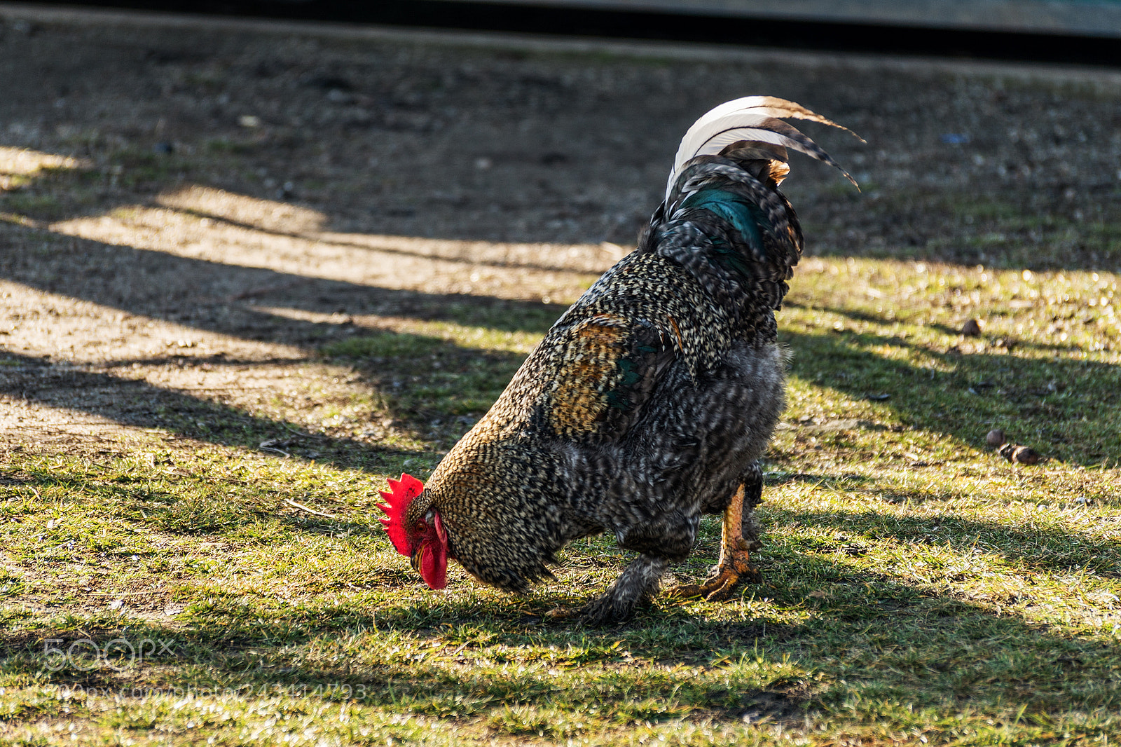 Sony ILCA-77M2 sample photo. Cock, of home in photography