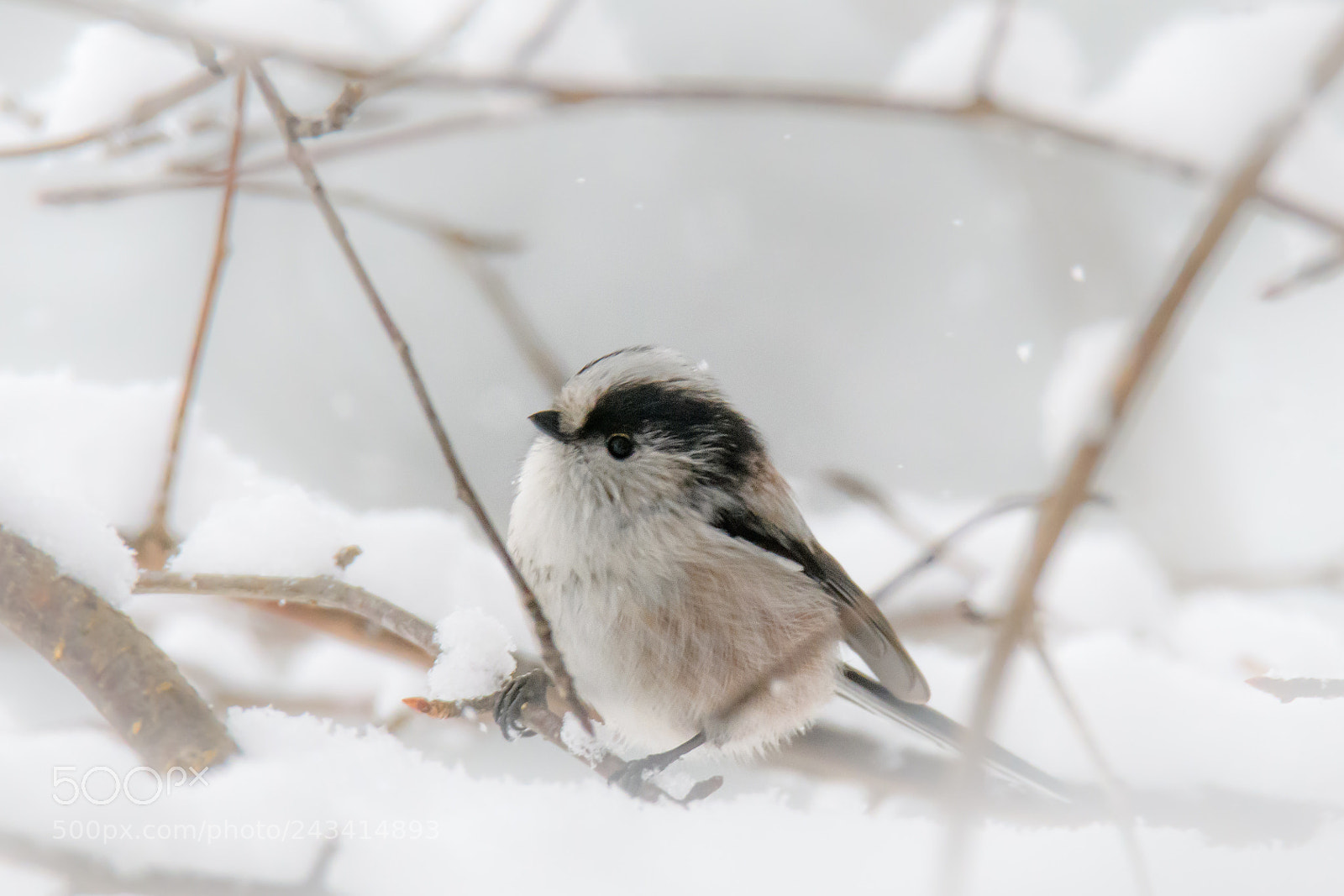 Nikon D500 sample photo. Longtailedtit photography