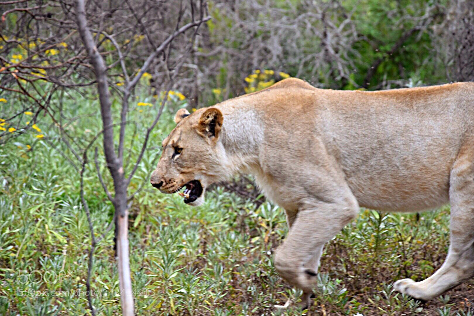 Nikon D5500 sample photo. Hunting lioness photography