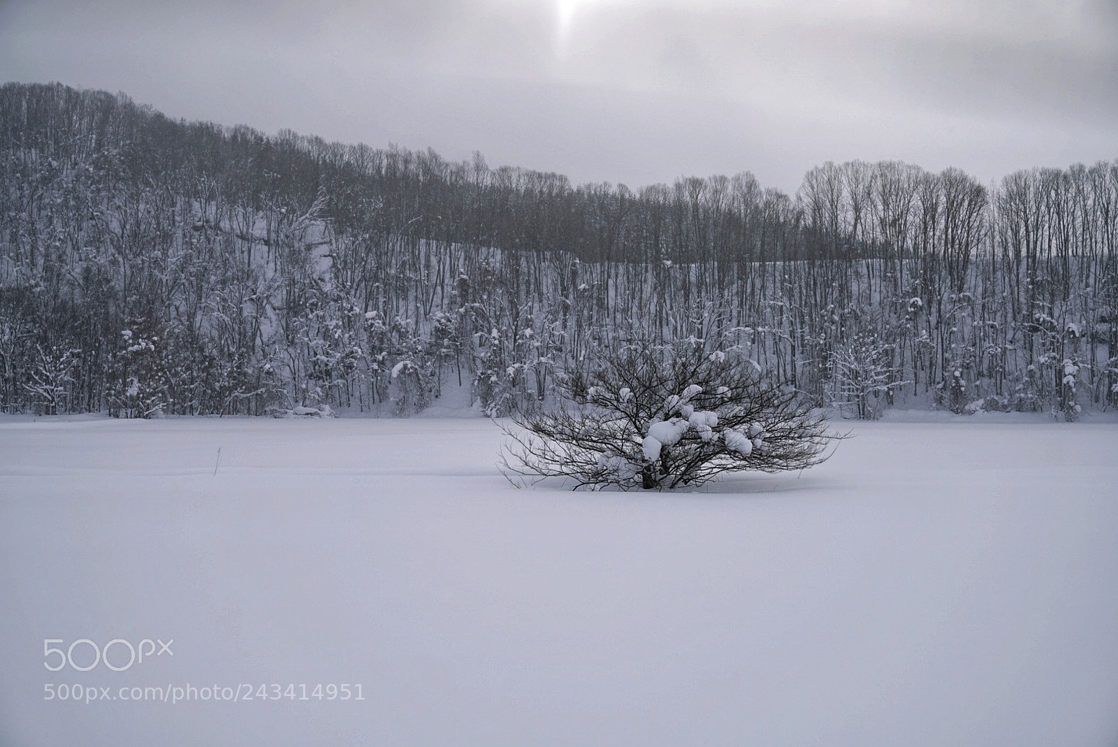 Sony a7R II sample photo. Tree in the snow photography
