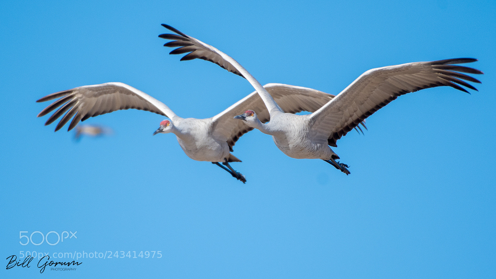 Nikon D500 sample photo. Greater sandhill cranes in photography