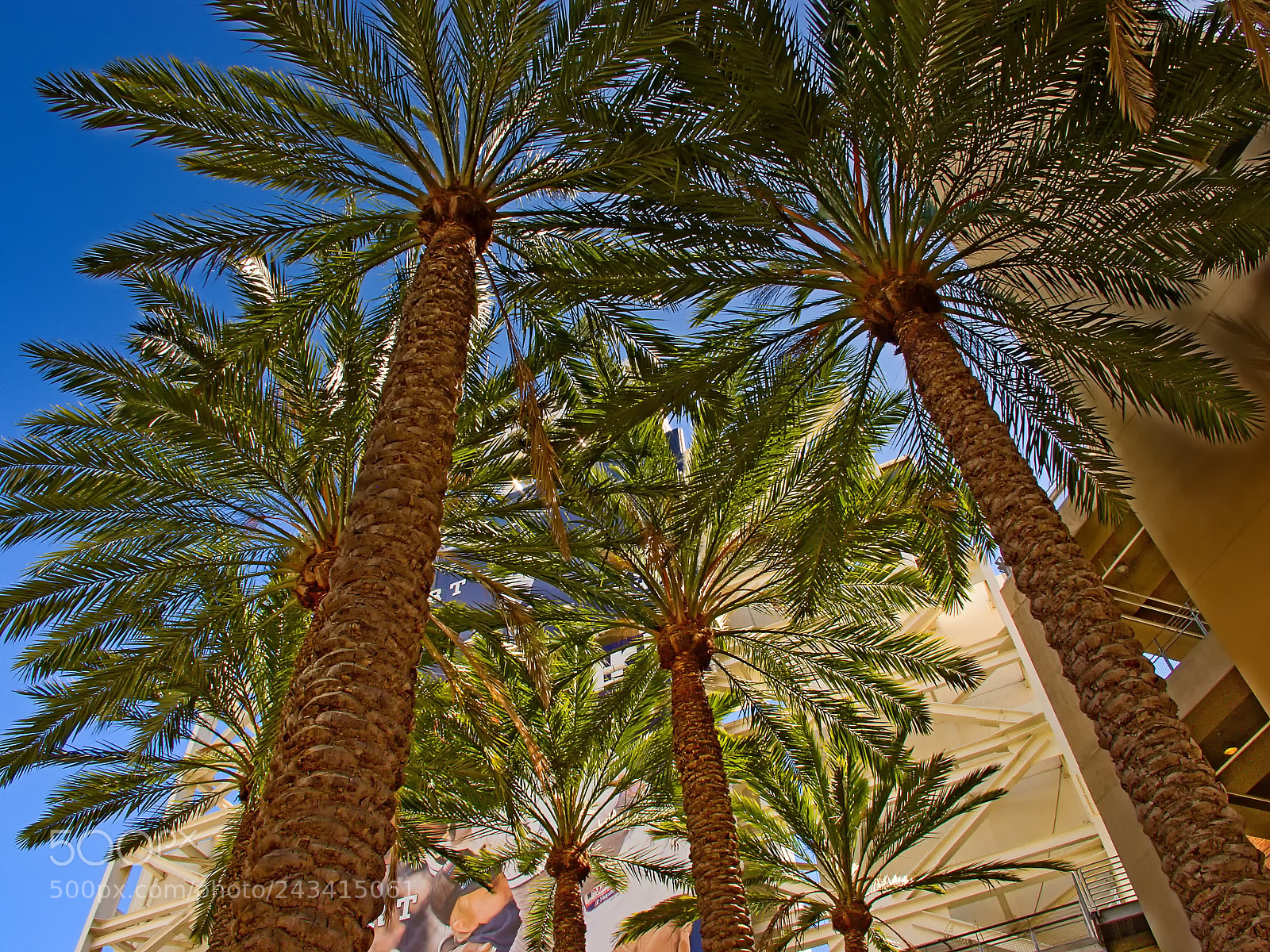 Canon PowerShot G12 sample photo. Palm trees & baseball photography