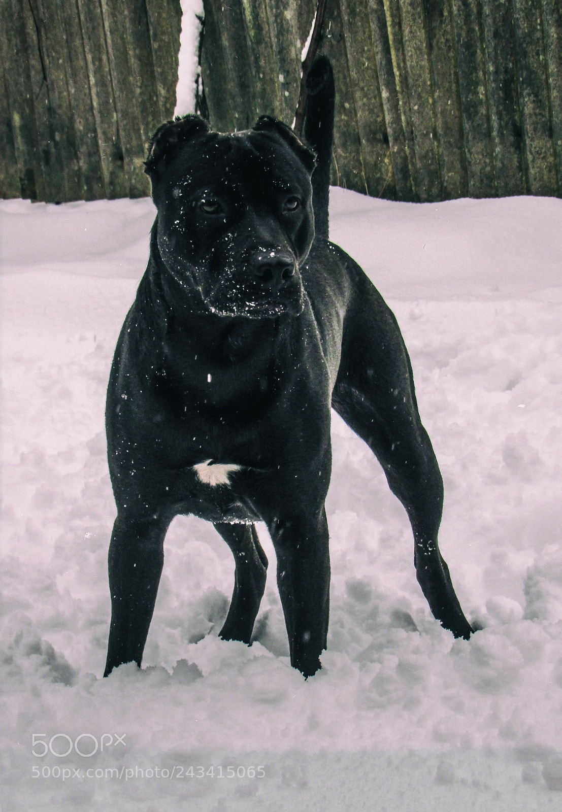 Canon PowerShot SX530 HS sample photo. My boy - seth photography