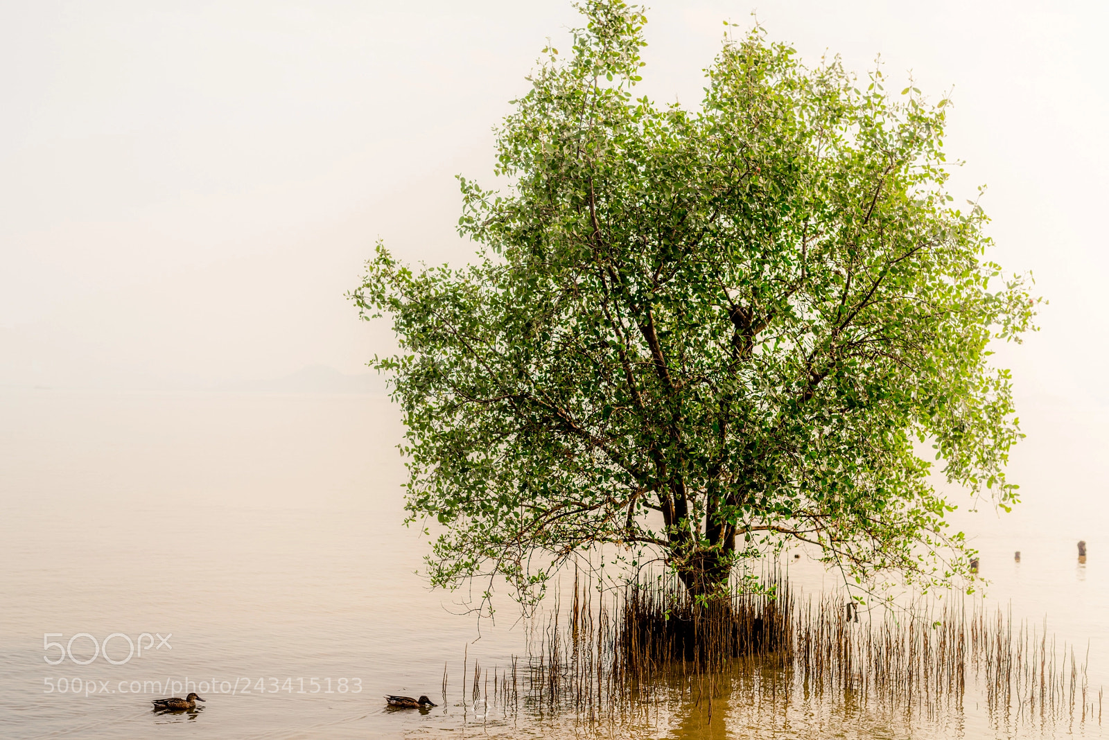 Nikon D810 sample photo. Fog, tree and ducks photography
