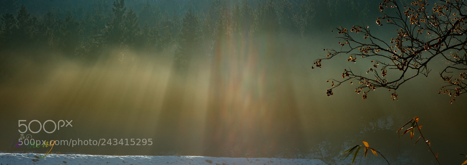 Canon EOS 5DS sample photo. Foggy trees photography