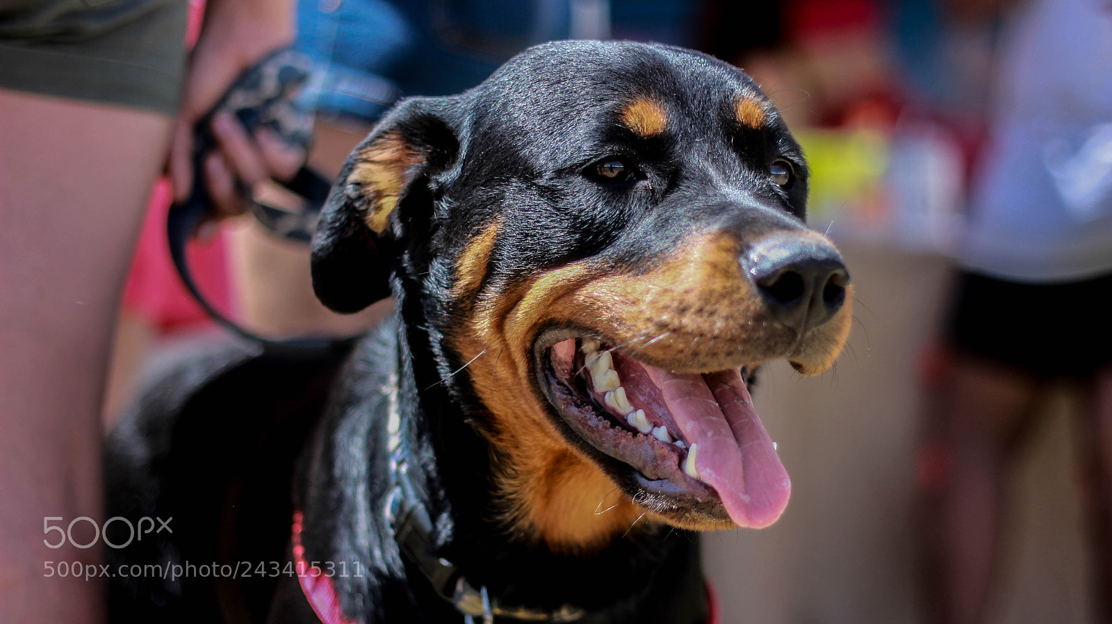 Canon EOS 60D sample photo. Doberman (of ) photography
