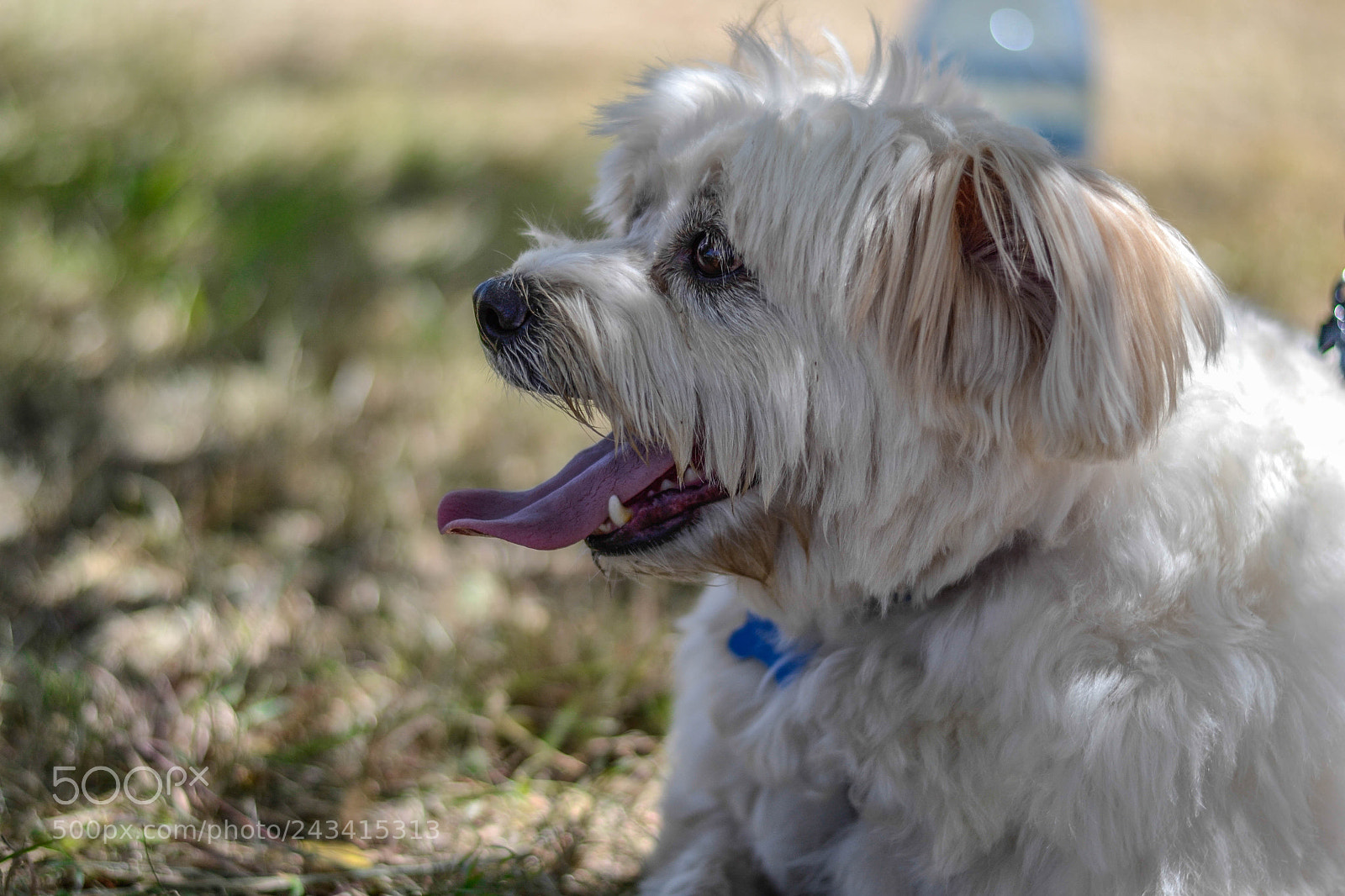 Nikon D3100 sample photo. Dog (of ) photography