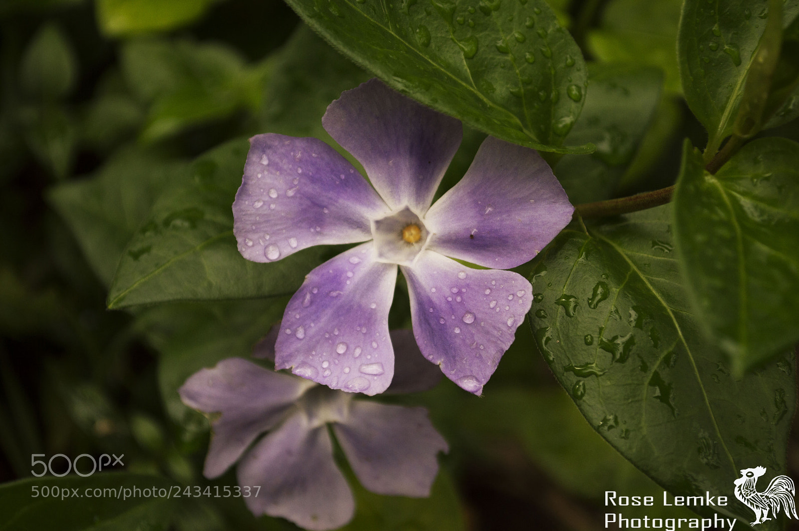 Nikon D3200 sample photo. Purple power, after shower. photography