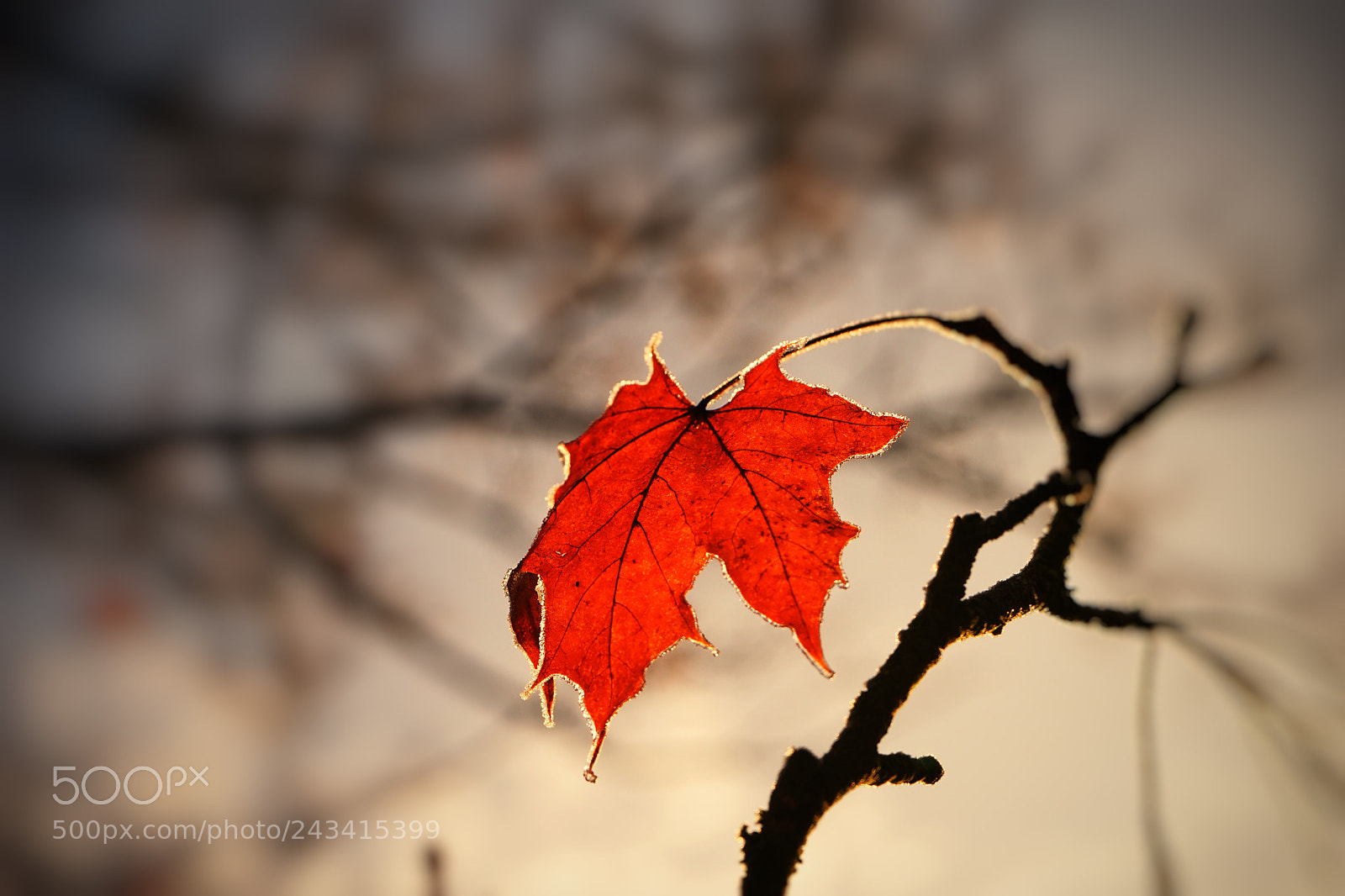 Sony a7 sample photo. Leaf.. photography