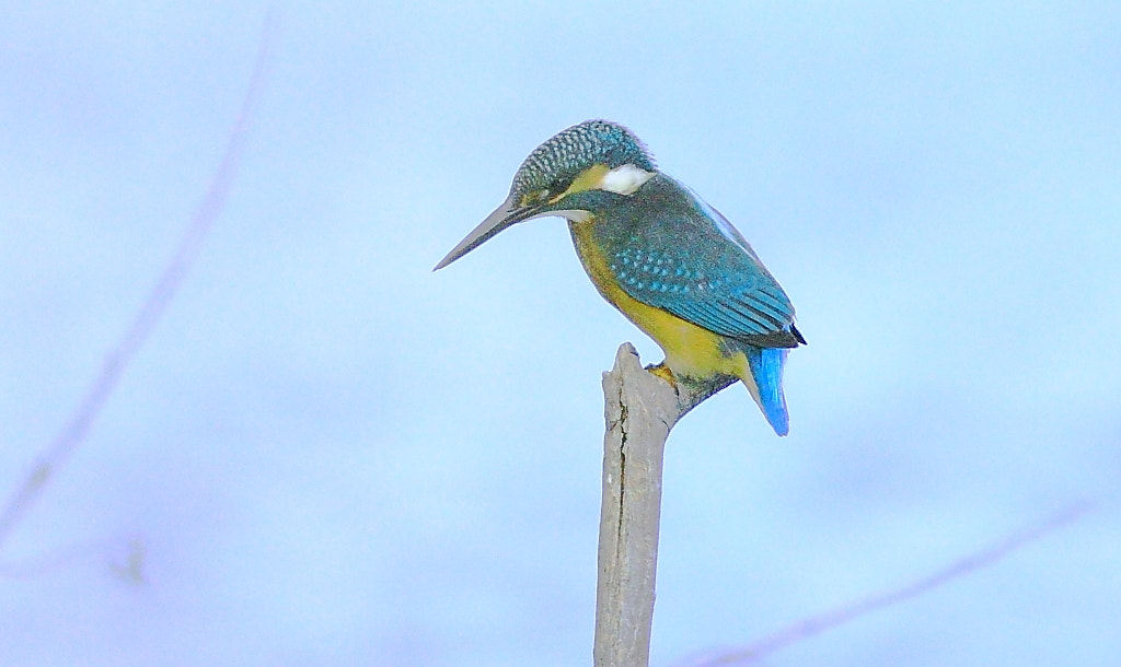 Canon EOS 7D + Canon EF 400mm F5.6L USM sample photo. Büyük Çekmece lake, common kingfisher » alcedo atthis »,alcedinidae family, turkish:yalıçapkını photography