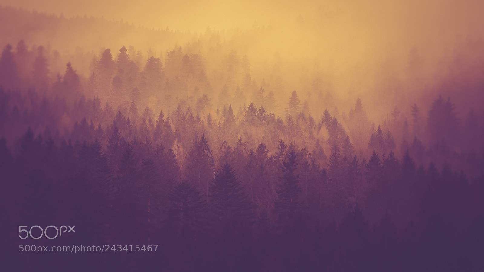 Sony a7 II sample photo. Tree tops photography