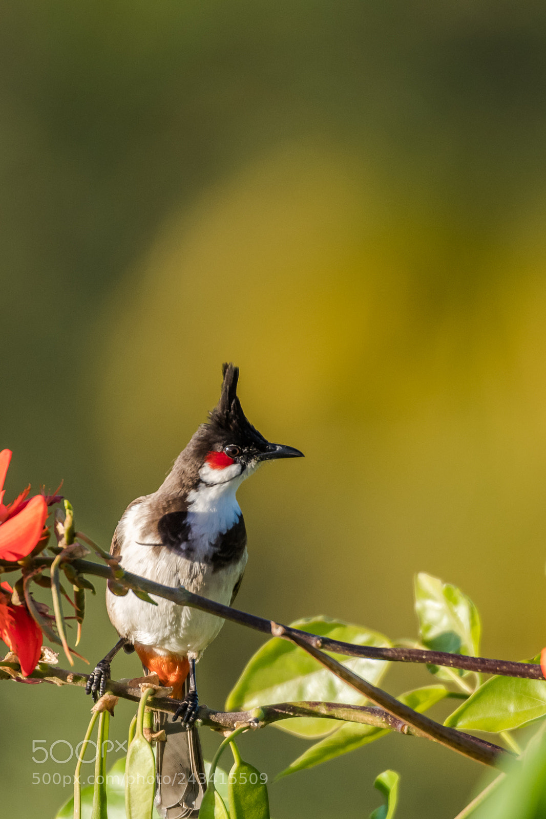 Nikon D500 sample photo. Red-whiskered bulbul photography