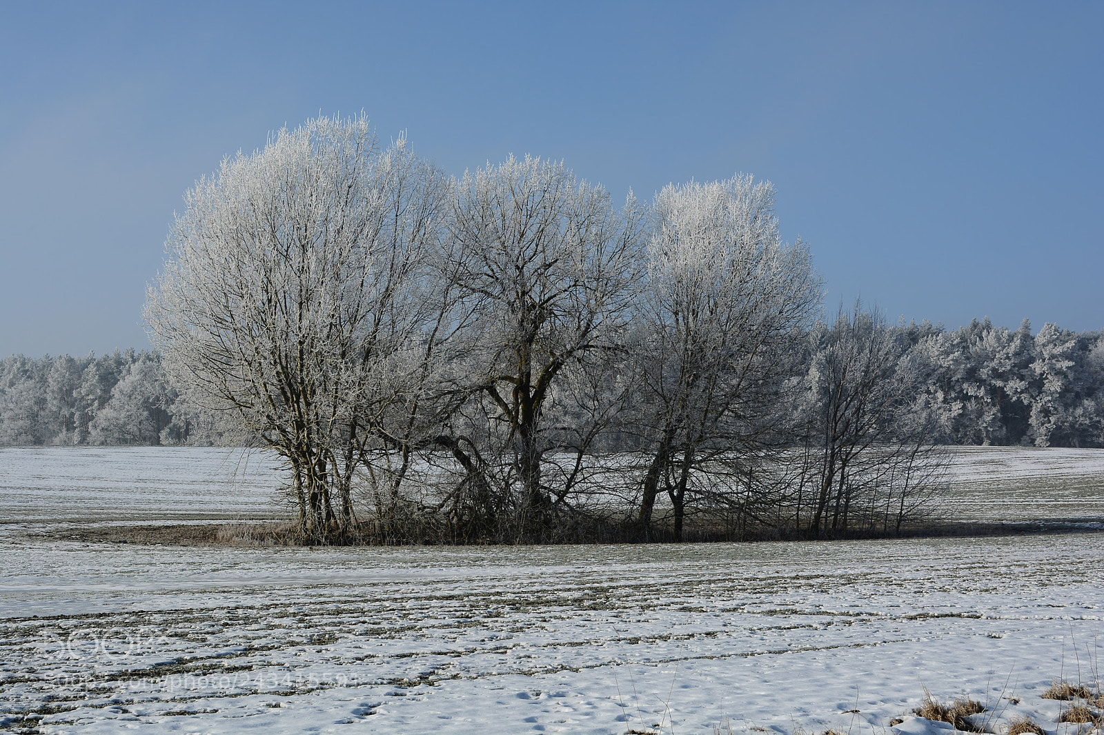 Nikon D5200 + Nikon AF-S DX Nikkor 35mm F1.8G sample photo. Winter photography