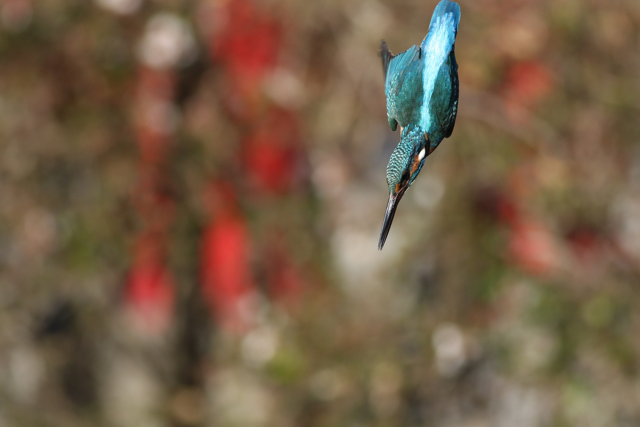 Canon EF 400mm F5.6L USM sample photo. A photography