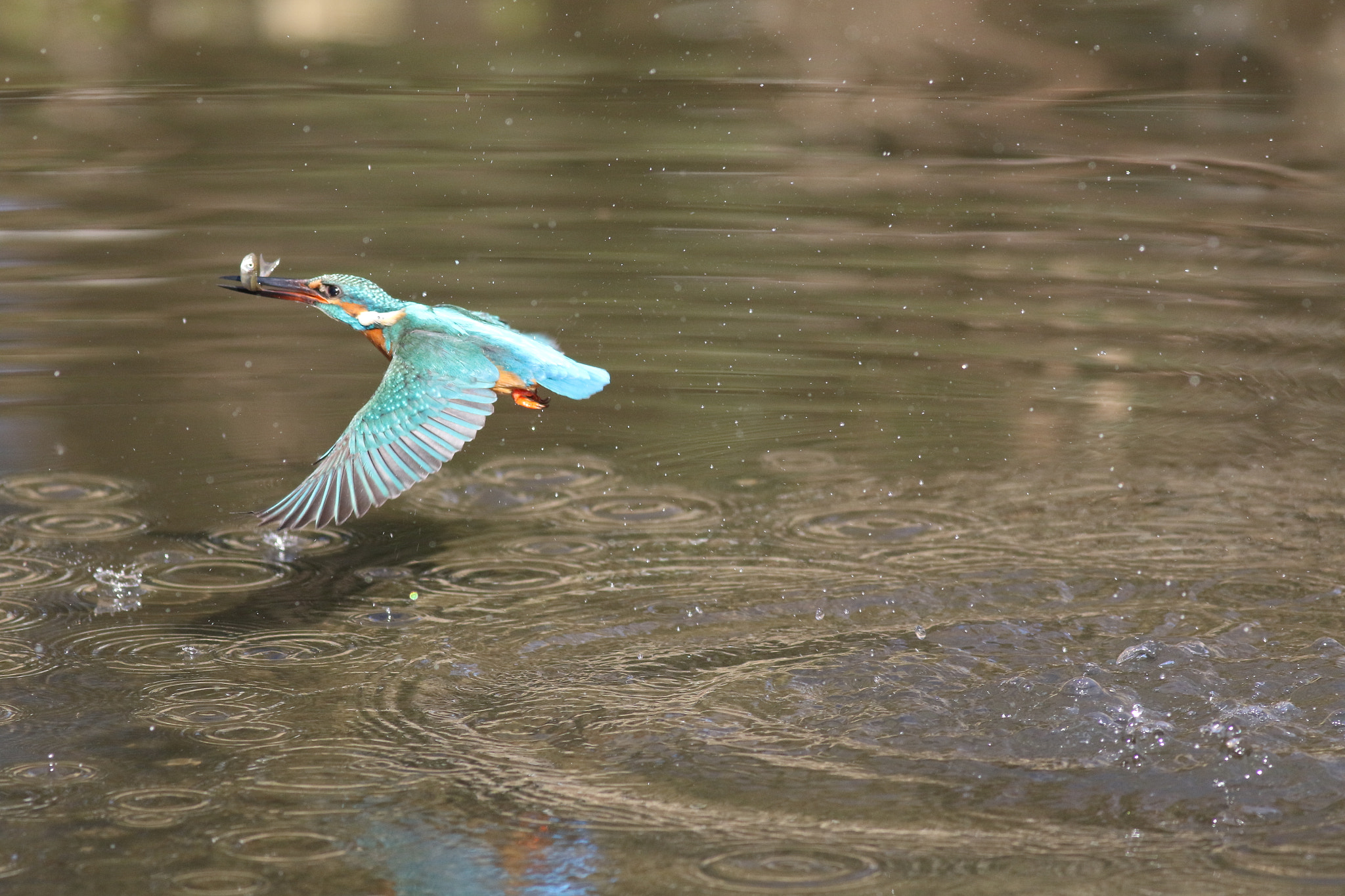 Canon EOS 7D Mark II + Canon EF 400mm F5.6L USM sample photo. A photography