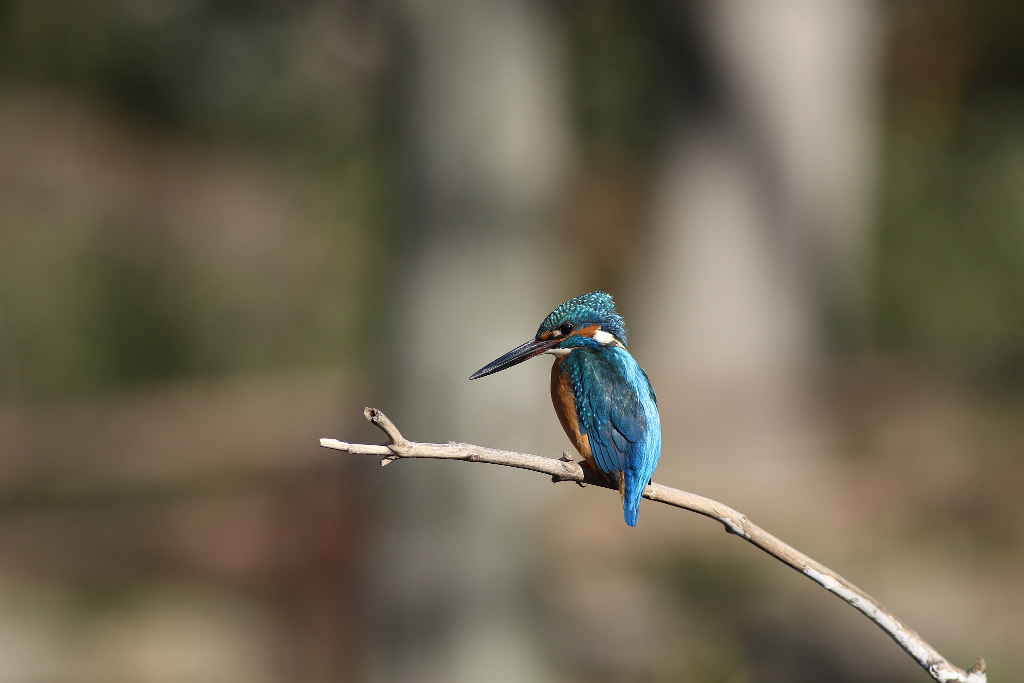 Canon EF 400mm F5.6L USM sample photo. A photography